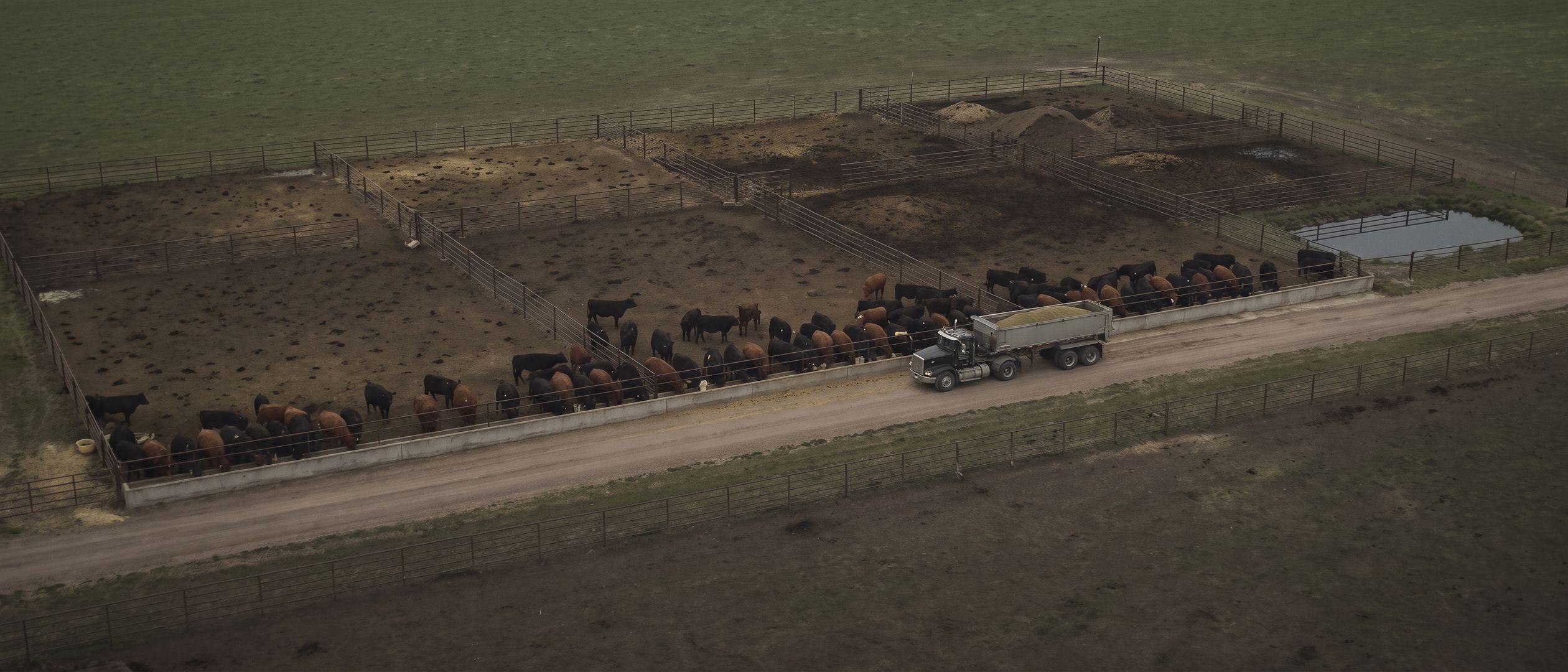 Aerial view of a beef feedlot: black and red cattle lined up shoulder to shoulder at a concrete feed bunk while a feed truck drives the bunk lane, with earthen pens and a small runoff pond behind.