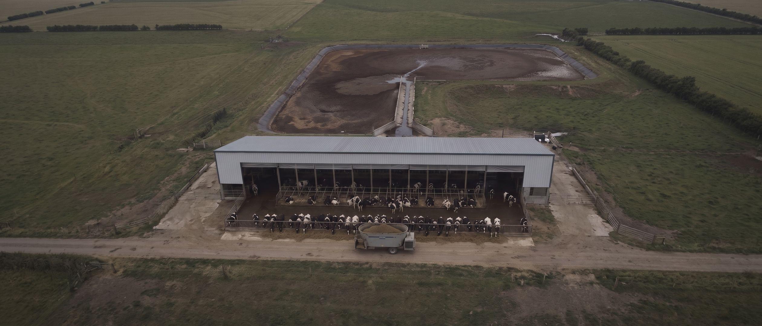 Aerial view of an open-sided freestall dairy barn with black-and-white Holstein cows at the feed alley, and an earthen manure lagoon with a crusted surface behind it.