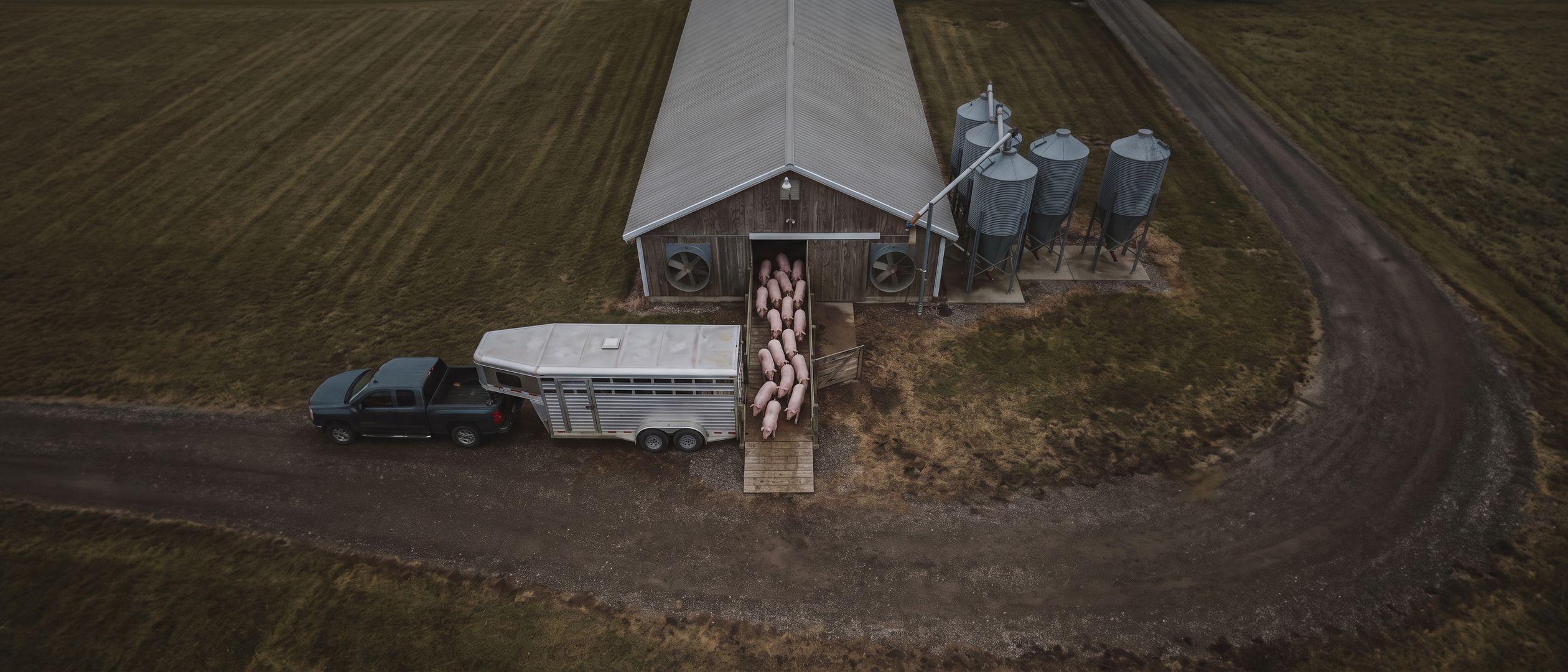 Aerial view of a swine finishing barn at load-out: a line of pink market hogs walking down a chute into a livestock trailer, with silver feed bins and ventilation fans on the barn end.